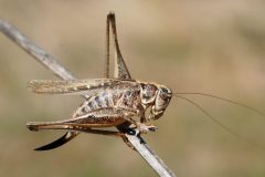 Platycleis affinis female