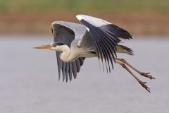 salina-calcara-trapani-fauna-airone_cinerino-scaled