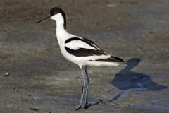 salina-calcara-trapani-fauna-avocetta-scaled