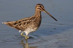 salina-calcara-trapani-fauna-beccaccino