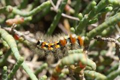 salina-calcara-trapani-fauna-bruco_orgyia_dubia