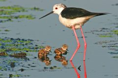 salina-calcara-trapani-fauna-cavaliere_italia-scaled