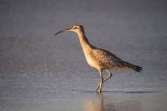 salina-calcara-trapani-fauna-chiurlo