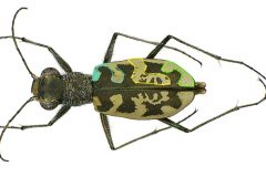 salina-calcara-trapani-fauna-cicindela_circumdata-scaled