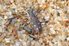 salina-calcara-trapani-fauna-cicindela_spiagge