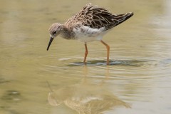 salina-calcara-trapani-fauna-combattente