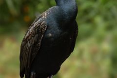 salina-calcara-trapani-fauna-cormorano