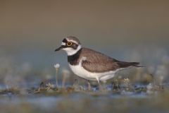 salina-calcara-trapani-fauna-corriere_piccolo