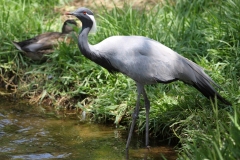 salina-calcara-trapani-fauna-damigella_numidia