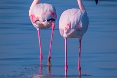 salina-calcara-trapani-fauna-fenicottero_rosa