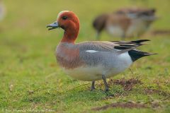 salina-calcara-trapani-fauna-fischione