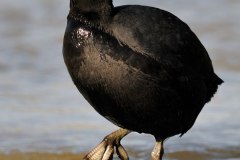 salina-calcara-trapani-fauna-folaga