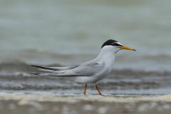 salina-calcara-trapani-fauna-fraticello