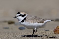 salina-calcara-trapani-fauna-fratino