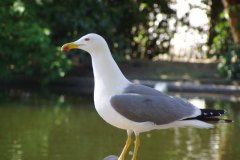 salina-calcara-trapani-fauna-gabbiano_reale