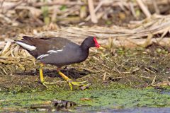 salina-calcara-trapani-fauna-gallinella_acqua