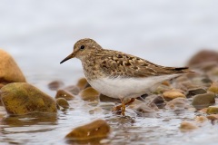 salina-calcara-trapani-fauna-gambecchio