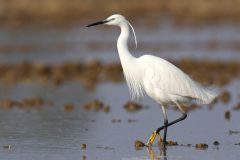 salina-calcara-trapani-fauna-garzetta