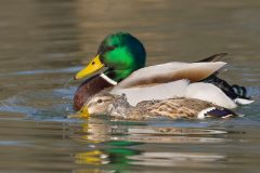 salina-calcara-trapani-fauna-germano_reale