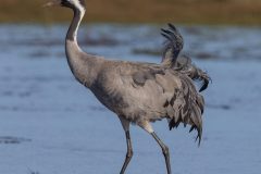 salina-calcara-trapani-fauna-gru