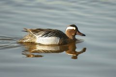 salina-calcara-trapani-fauna-marzaiola