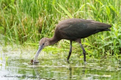 salina-calcara-trapani-fauna-mignattaio