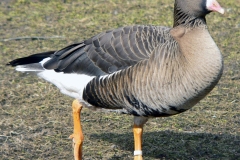 salina-calcara-trapani-fauna-oca_selvatica