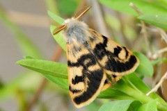 salina-calcara-trapani-fauna-orgyia_dubia