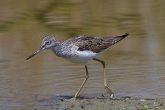 salina-calcara-trapani-fauna-pantana