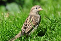 salina-calcara-trapani-fauna-passero_comune