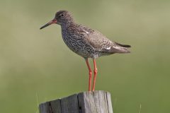 salina-calcara-trapani-fauna-pettegola