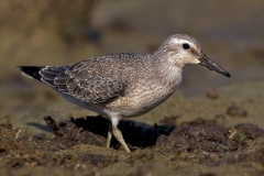 salina-calcara-trapani-fauna-piovanello_maggiore