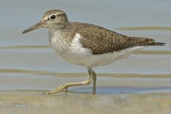 salina-calcara-trapani-fauna-piro_piro_piccolo