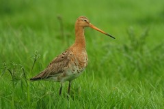 salina-calcara-trapani-fauna-pittima_reale