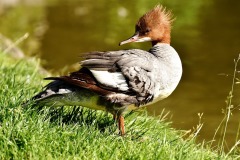 salina-calcara-trapani-fauna-smergo_maggiore