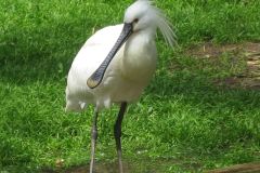 salina-calcara-trapani-fauna-spatola