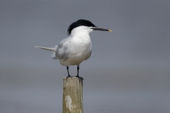 Sandwich tern, Sterna sandvicensis