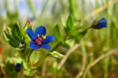 salina-calcara-trapani-flora-Anagallide