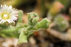 salina-calcara-trapani-flora-erba_cristallina