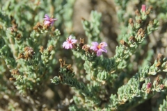 salina-calcara-trapani-flora-frankenia_foglie_timo