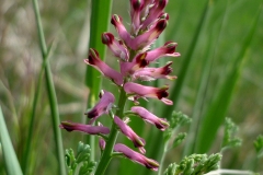 salina-calcara-trapani-flora-fumaria_erba_acetina