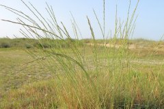 salina-calcara-trapani-flora-gramigna_spiagge-1