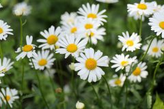 salina-calcara-trapani-flora-margherita