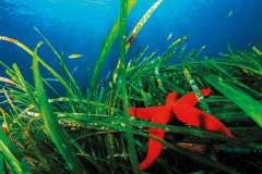 salina-calcara-trapani-flora-posidonia