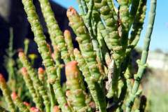 salina-calcara-trapani-flora-salicornia_glauca