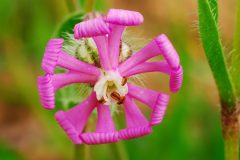 salina-calcara-trapani-flora-silene_colorata-scaled