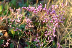 salina-calcara-trapani-flora-statice_comune