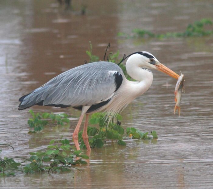 Salina Calcara di Trapani - Fauna - Ardea cinerea