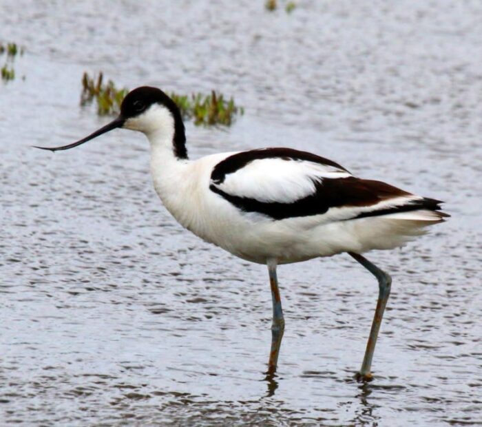 Salina Calcara di Trapani - Fauna - Avocetta