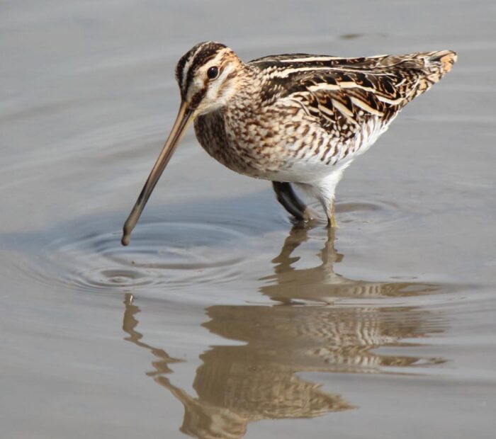 Salina Calcara di Trapani - Fauna - Beccaccino